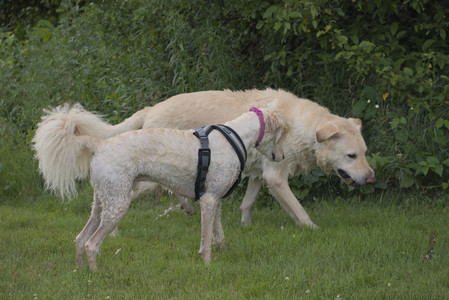 20250622_Dog park and Dog Park Again__DSC0952_.jpg