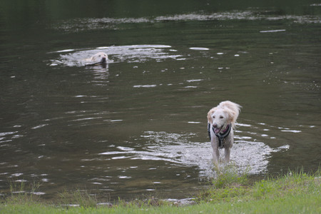 20250622_Dog park and Dog Park Again__DSC0967_.jpg
