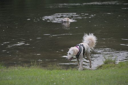 20250622_Dog park and Dog Park Again__DSC0970_.jpg