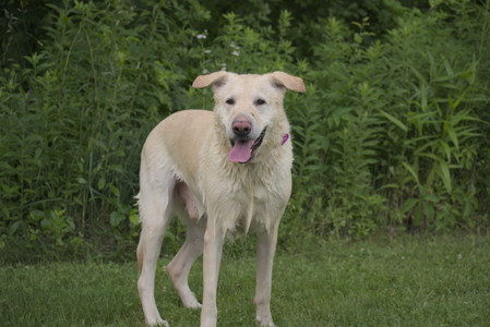 20250622_Dog park and Dog Park Again__DSC0976_.jpg