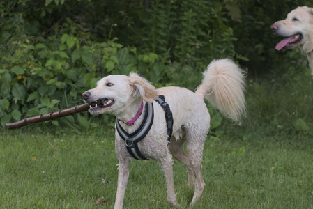 20250622_Dog park and Dog Park Again__DSC0977_.jpg