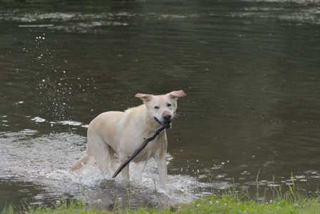 20250622_Dog park and Dog Park Again__DSC0981_.jpg