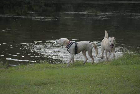 20250622_Dog park and Dog Park Again__DSC0987_.jpg