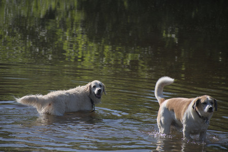 20250624_Dog park in the hot__DSC0034_.jpg