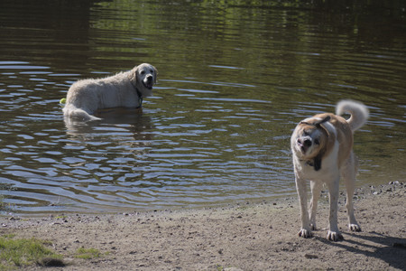 20250624_Dog park in the hot__DSC0036_.jpg