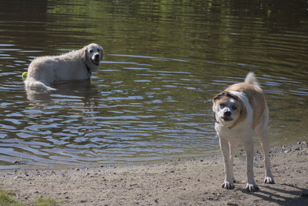 20250624_Dog park in the hot__DSC0037_.jpg