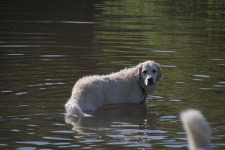 20250624_Dog park in the hot__DSC0038_.jpg