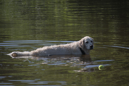 20250624_Dog park in the hot__DSC0043_.jpg