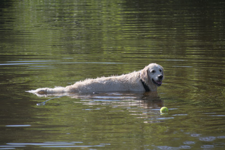 20250624_Dog park in the hot__DSC0047_.jpg