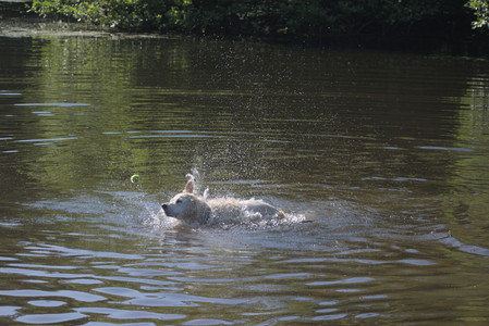 20250624_Dog park in the hot__DSC0097_.jpg