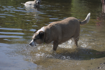 20250624_Dog park in the hot__DSC0098_.jpg