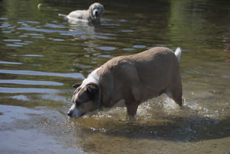 20250624_Dog park in the hot__DSC0099_.jpg