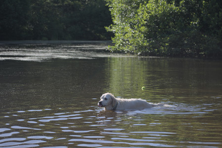 20250624_Dog park in the hot__DSC0102_.jpg