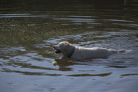 20250624_Dog park in the hot__DSC0110_.jpg
