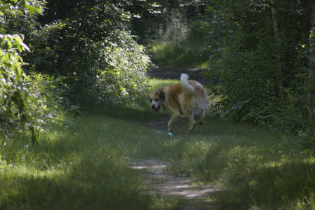 20250624_Dog park in the hot__DSC0113_.jpg