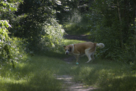 20250624_Dog park in the hot__DSC0114_.jpg