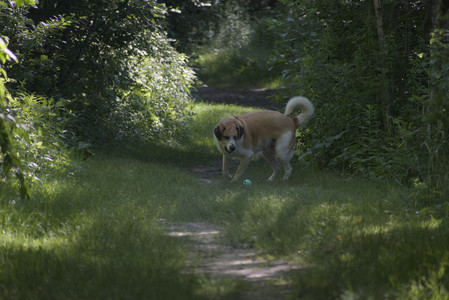 20250624_Dog park in the hot__DSC0115_.jpg