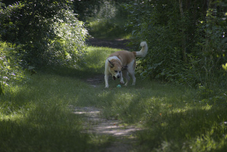 20250624_Dog park in the hot__DSC0116_.jpg