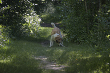 20250624_Dog park in the hot__DSC0117_.jpg