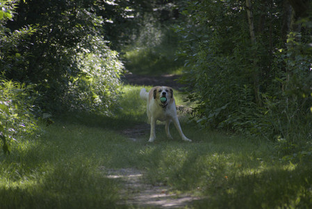 20250624_Dog park in the hot__DSC0118_.jpg
