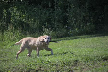 20250624_Dog park in the hot__DSC0219_.jpg