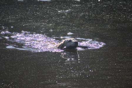 20250624_Dog park in the hot__DSC0234_.jpg