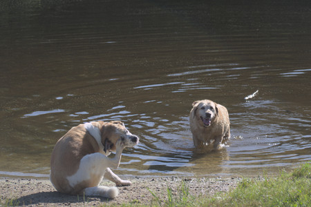 20250624_Dog park in the hot__DSC0247_.jpg