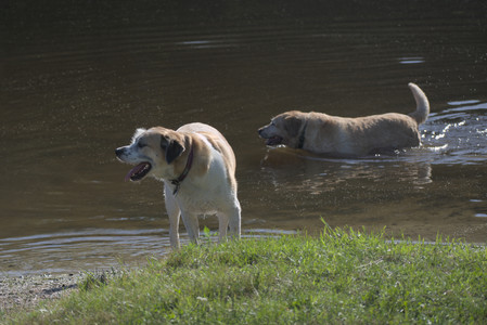 20250624_Dog park in the hot__DSC0250_.jpg
