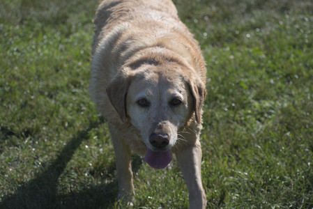 20250624_Dog park in the hot__DSC0252_.jpg