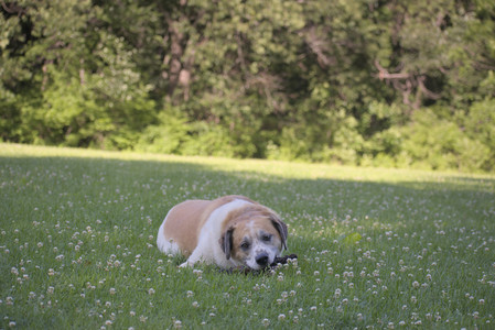 20250624_Dog park in the hot__DSC0259_.jpg