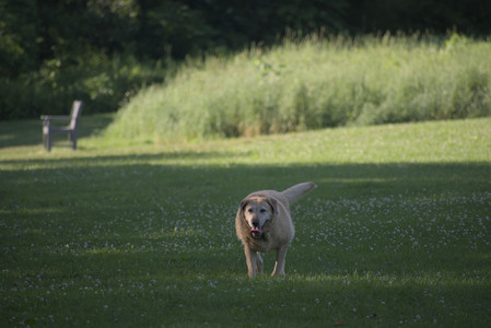 20250624_Dog park in the hot__DSC0270_.jpg