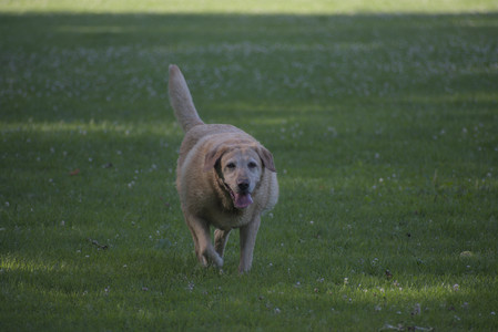 20250624_Dog park in the hot__DSC0282_.jpg