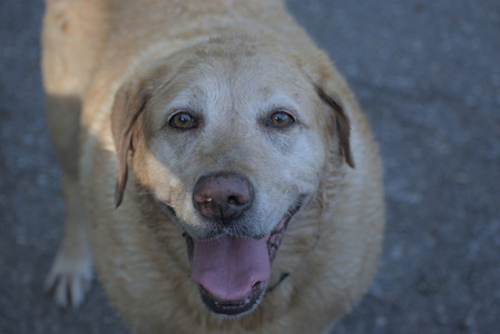 20250624_Dog park in the hot__DSC0300_.jpg