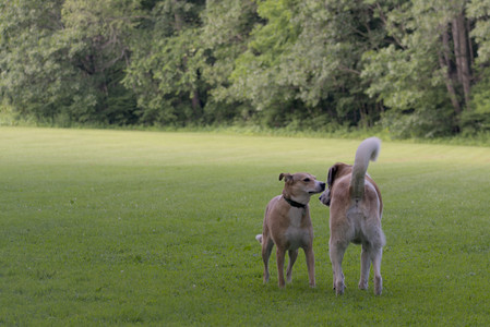 20250627_Dog Park__DSC0042_.jpg