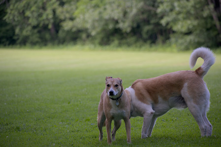20250627_Dog Park__DSC0049_.jpg