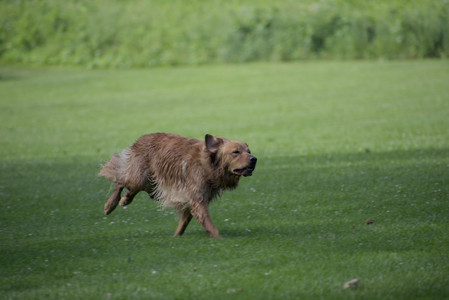 20250627_Dog Park__DSC0051_.jpg