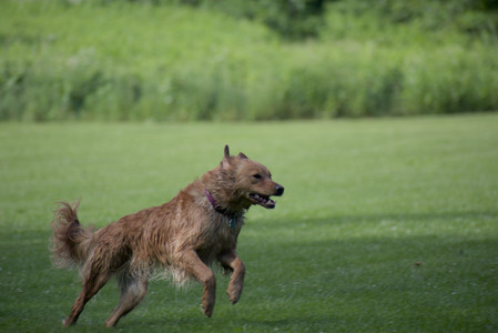20250627_Dog Park__DSC0052_.jpg
