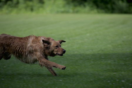 20250627_Dog Park__DSC0054_.jpg