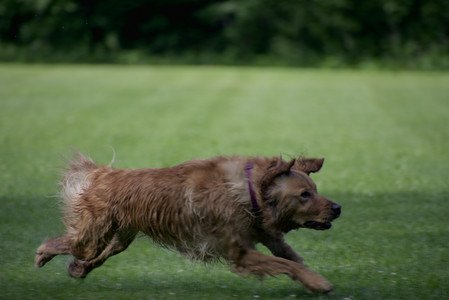 20250627_Dog Park__DSC0055_.jpg