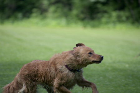 20250627_Dog Park__DSC0056_.jpg
