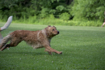 20250627_Dog Park__DSC0058_.jpg