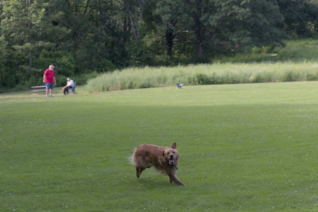 20250627_Dog Park__DSC0061_.jpg