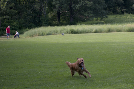 20250627_Dog Park__DSC0062_.jpg