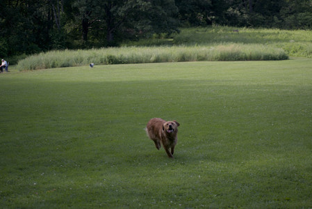 20250627_Dog Park__DSC0063_.jpg
