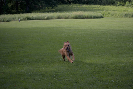 20250627_Dog Park__DSC0064_.jpg