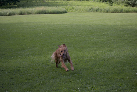 20250627_Dog Park__DSC0065_.jpg