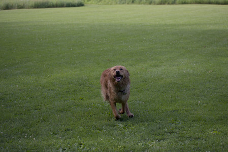20250627_Dog Park__DSC0066_.jpg