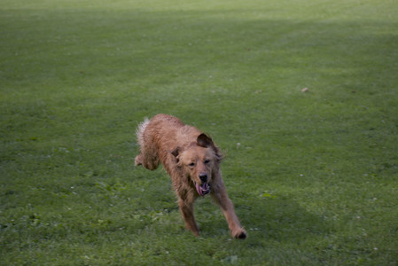 20250627_Dog Park__DSC0067_.jpg