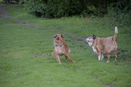 20250627_Dog Park__DSC0070_.jpg