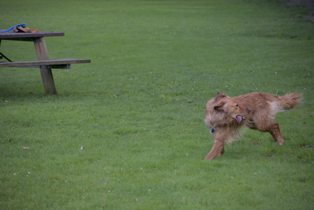 20250627_Dog Park__DSC0073_.jpg